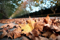 网红扔落叶,环保还是作秀？